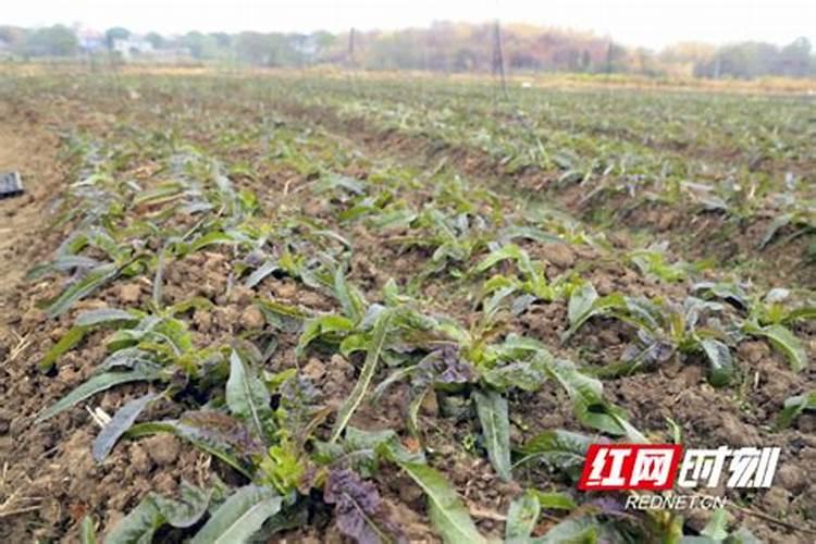 硫酸钾复合肥的施用方法