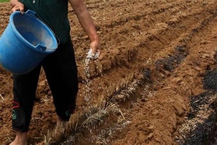 玉米平脐蠕孢茎基腐病发病因素