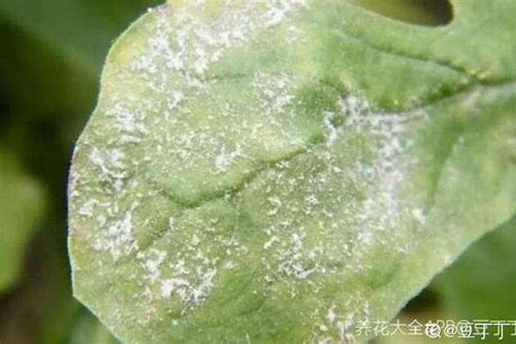 灰霉病白粉病用什么农药效果最好