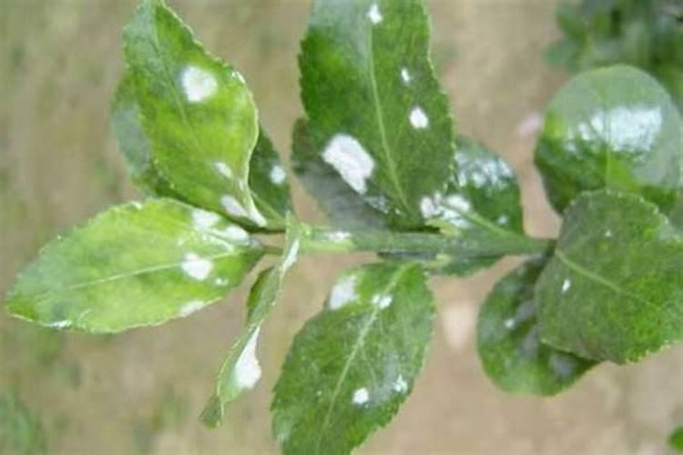 白粉病用什么农药？