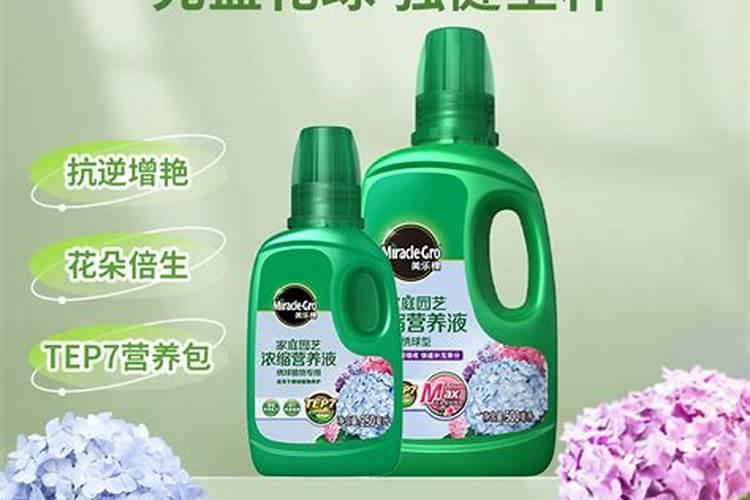 叶子花打骨朵可以掐尖吗