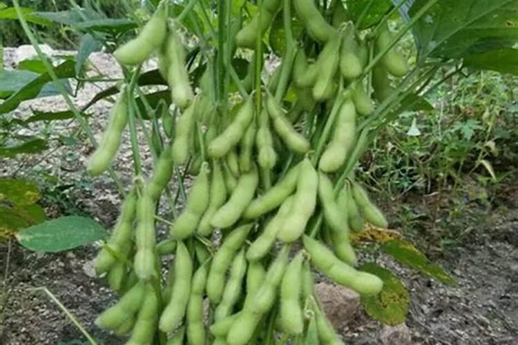 涝洼地如何种玉米？