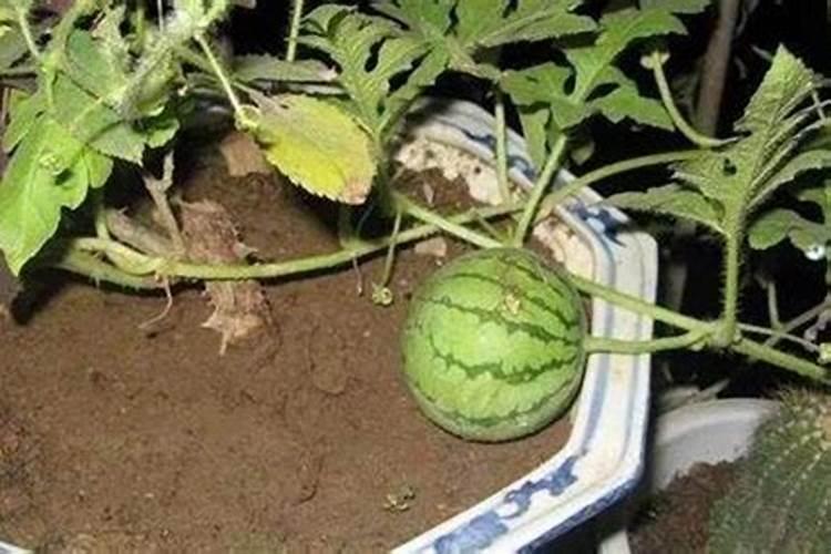 西瓜挂果期的时候需不需要下肥？下什么肥比较好？