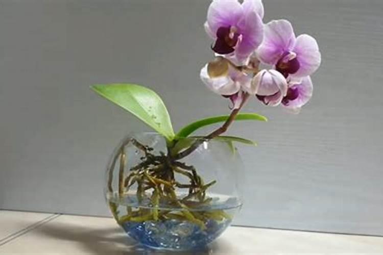 黄腐酸钾过量使用危害 需要注意什么