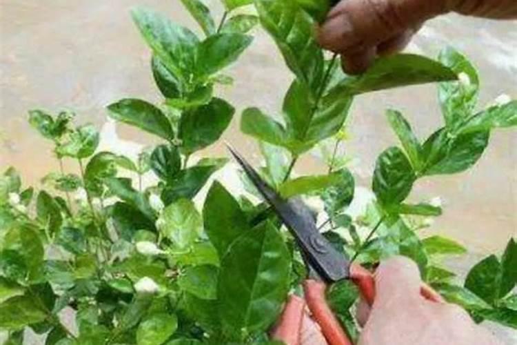 茉莉花修剪后还是不生长是怎么回事