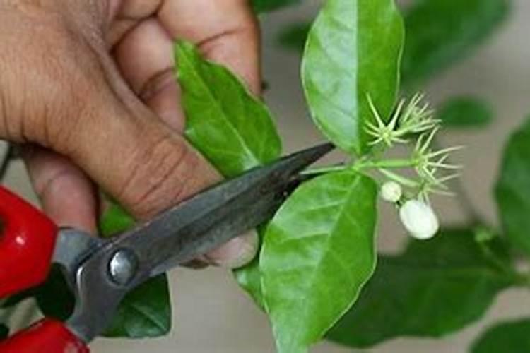 茉莉花为何要修剪 修剪后如何养护