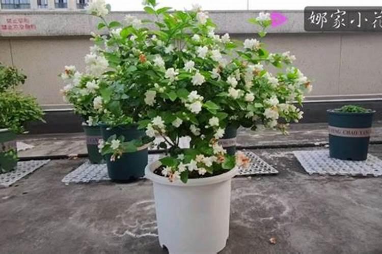 茉莉花修剪后怎么养促花又壮花