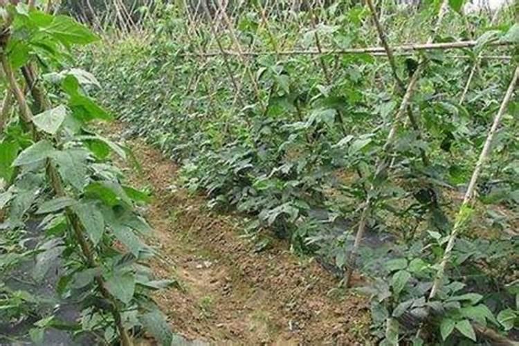 豆角结果期用什么肥料好
