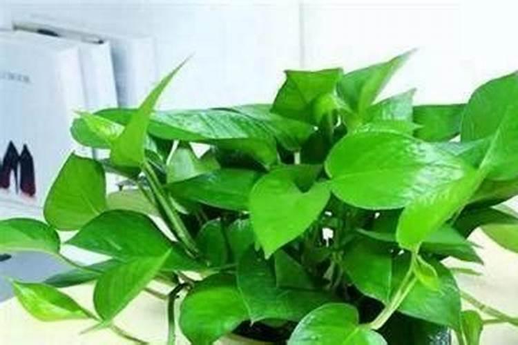 防治生姜常见的病虫害有何技术上的重点和难点？