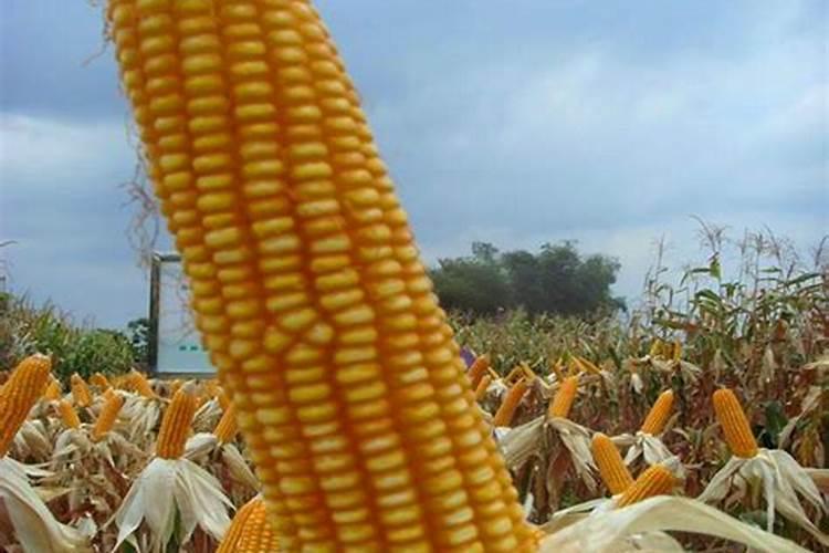 玉米、小麦、大豆、芝麻、葡萄荼叶、有哪些品种,谢