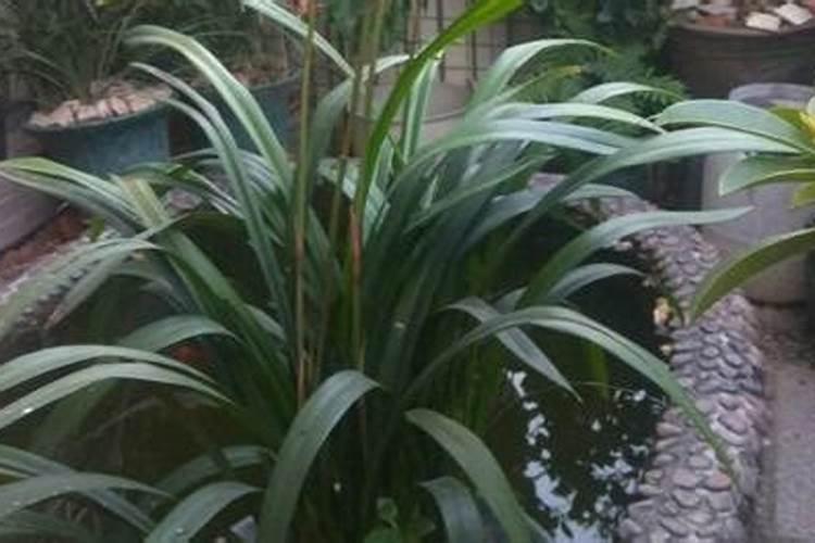 芸苔素可不可以打水稻？