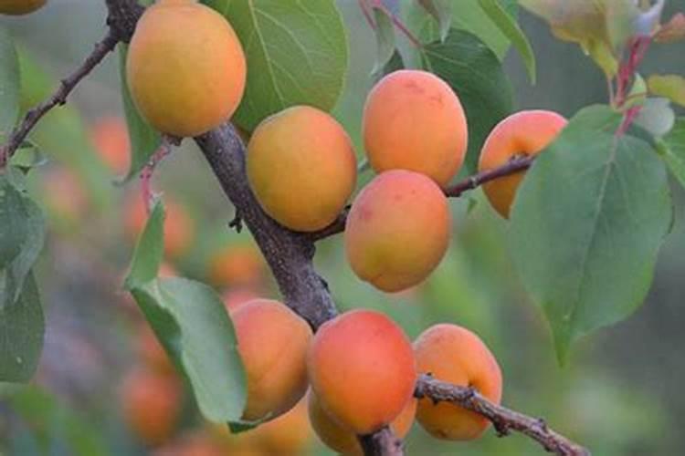 鱼蛋白液体肥使用方法