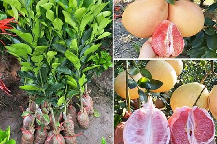 柚子成年树施肥方法和时间