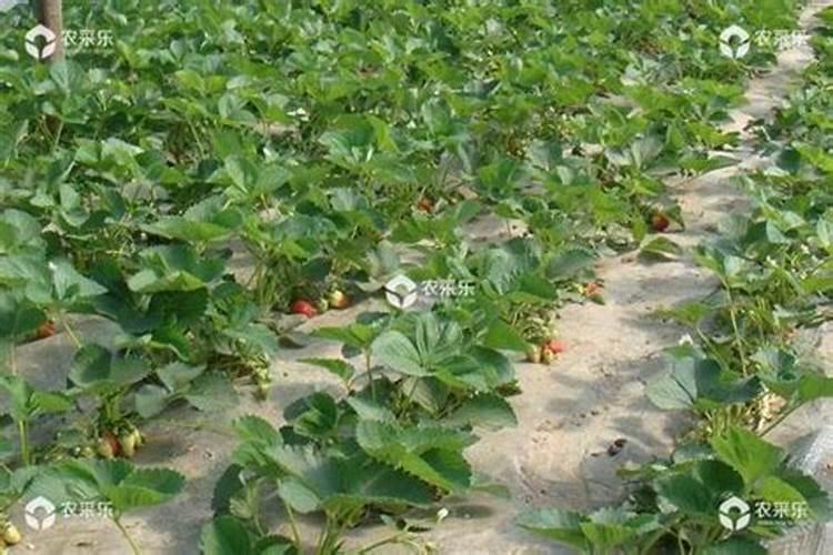 露天草莓的种植方法