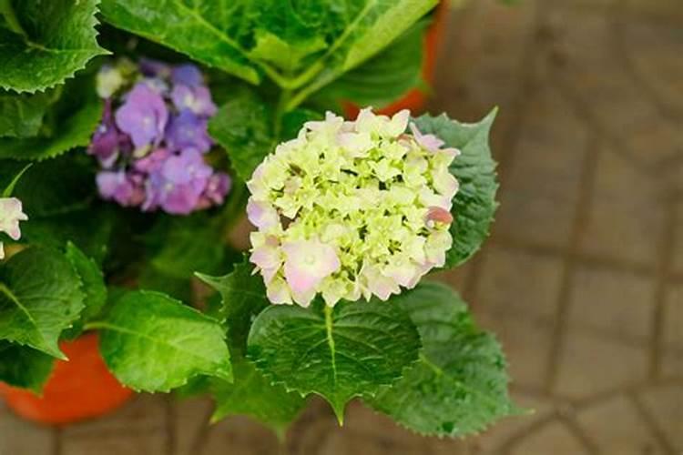 常量元素和微量元素分别包括哪些？