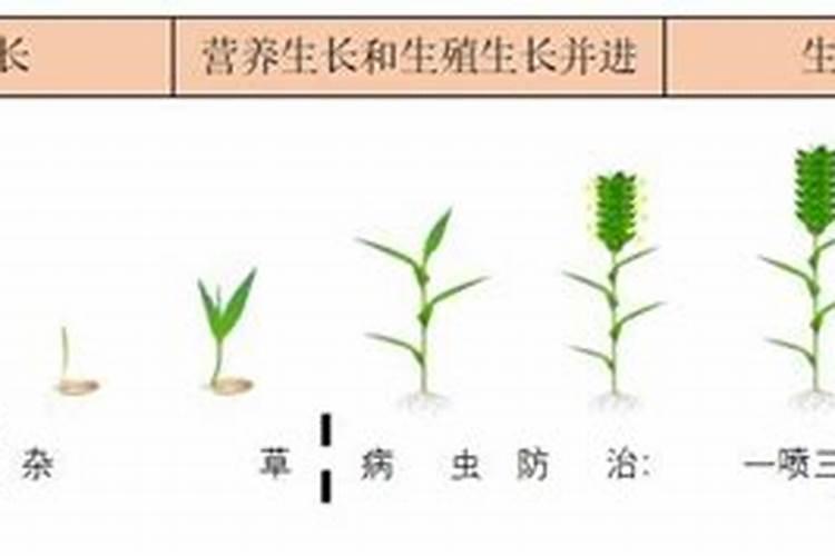 小麦拌种能用芸苔素吗