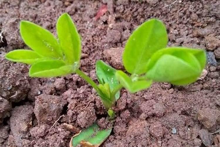 花生苗发黄、不生长,是什么原因造成的？