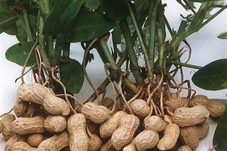 在高温季节无土种植芽苗菜的时候,怎样做才能够轻松过夏？