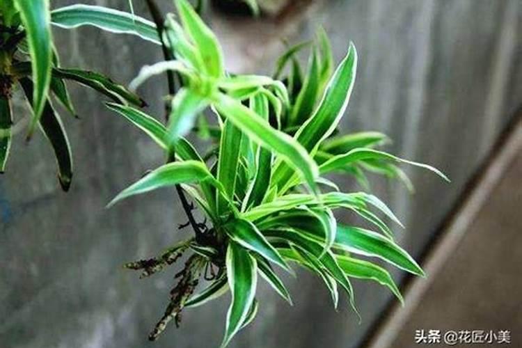 牡丹吊兰施什么肥好