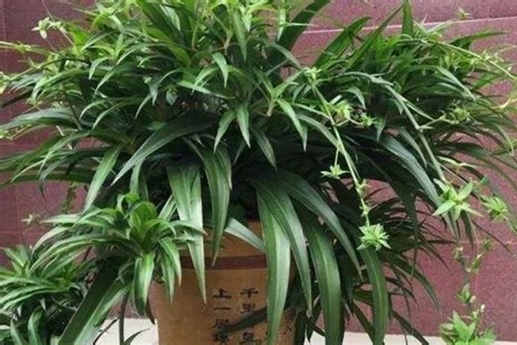 吊兰小苗怎样生根,4个步骤教你水培生根