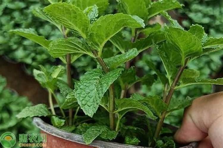 水稻生根叶面肥有哪些品种