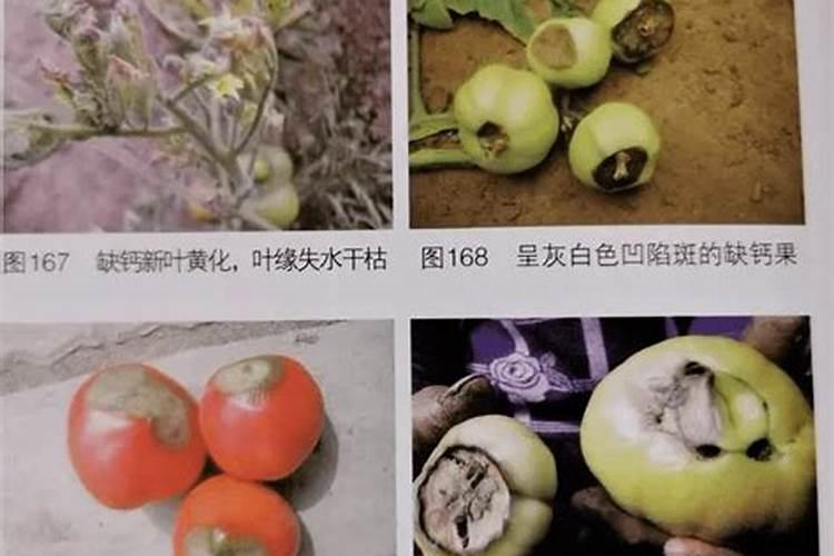 西红柿缺钙有什么症状？如何补救？