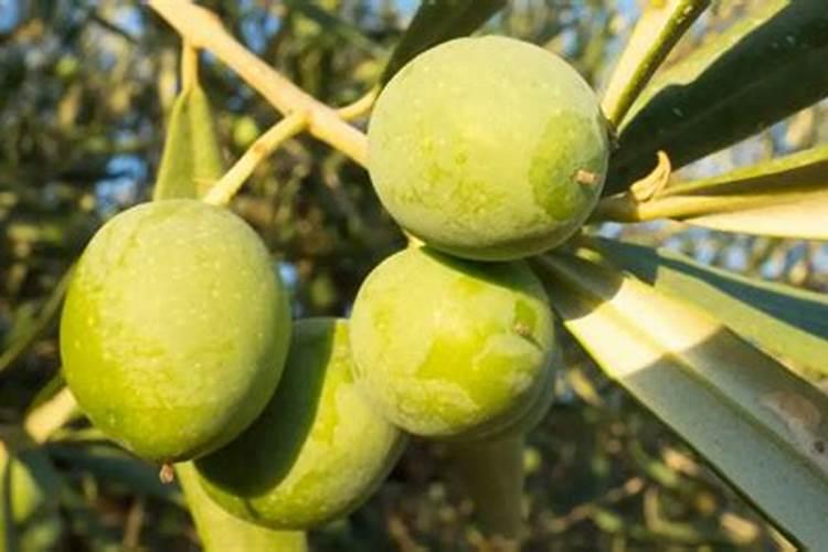 甘蔗最佳增甜方法