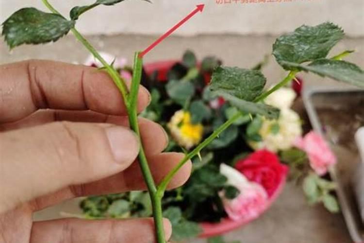 月季花修剪后施什么肥