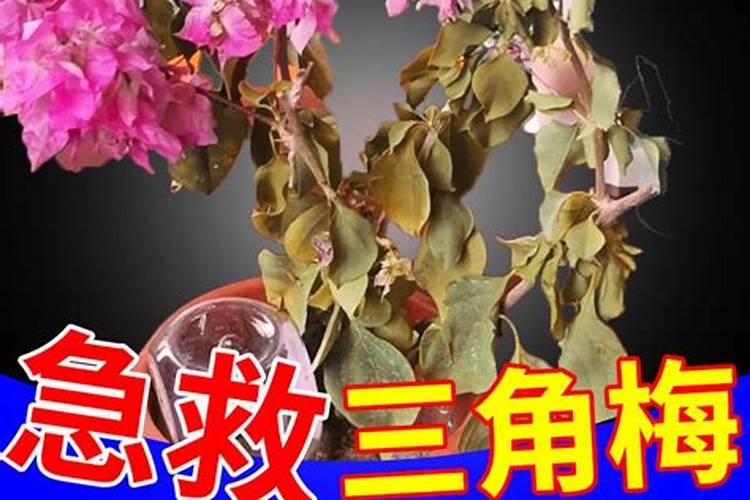 水稻齐穗后喷施含氮水溶肥有什么影响