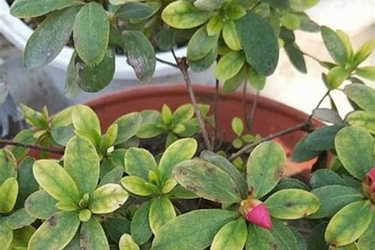 怎么救施肥过多的杜鹃花