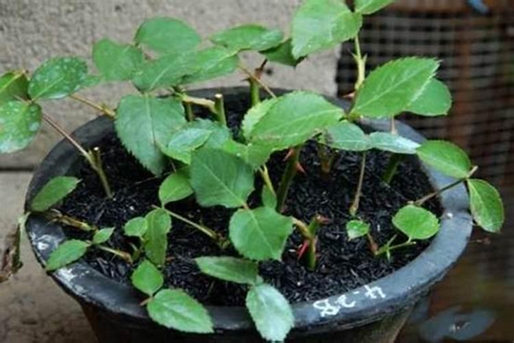 九杞叶用什么牌子叶面肥好