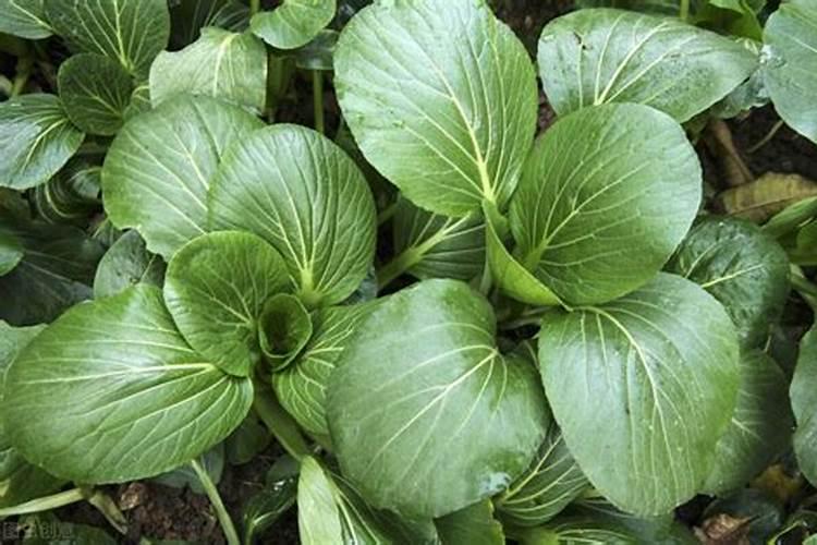 青菜用复合肥还是尿素