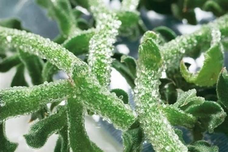 冰草种植技术 冰草生长需要什么条件