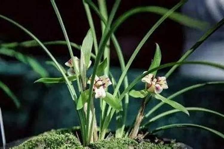 叶面肥是水溶肥吗 水溶肥叶面肥区别在哪