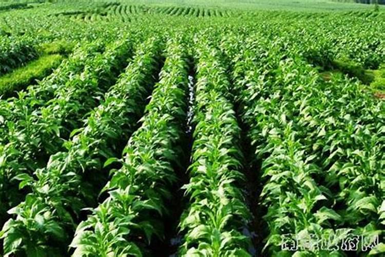 尿素磷肥钾肥复合肥的区别