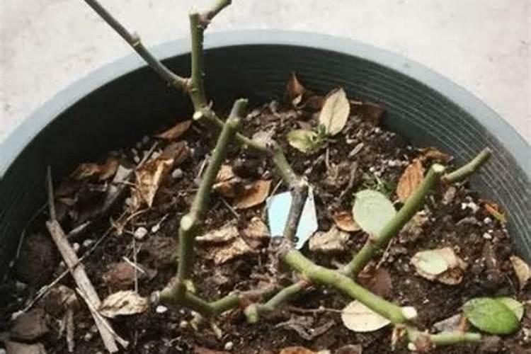 玉米结棒子了能不能施碳酸氢铵？