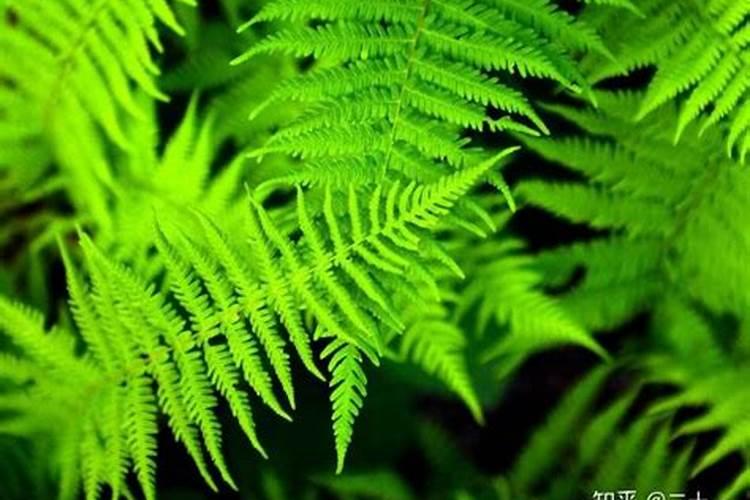 花叶喷什么又绿又亮