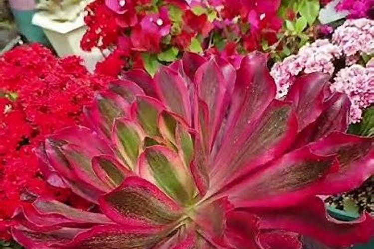 绿植金砖的养殖方法(绿植金砖,轻松养出室内绿色宝库,掌握这些养殖方法至...