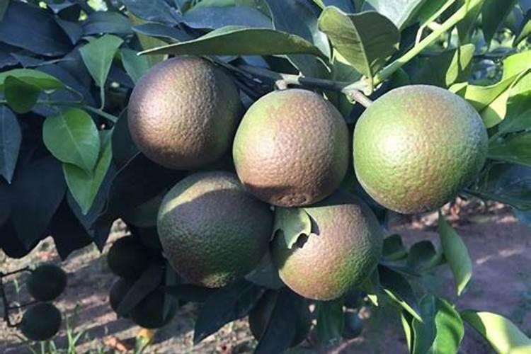 年桔的种植技术是什么