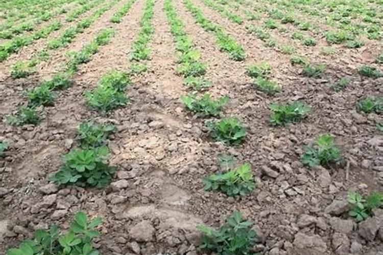 花生打控旺多效唑单独打可以吗