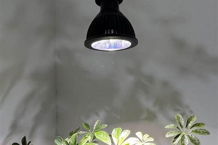 核桃树黄叶病的原因及治疗处理方法