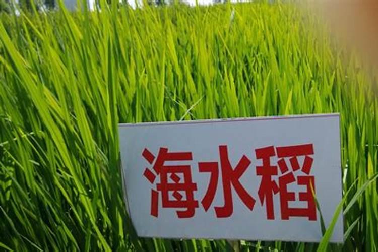 生石花养殖常见问题