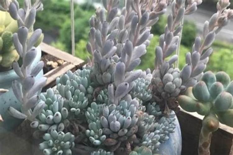 多肉植物是靠叶子吸收空气中的水分活下来的吗