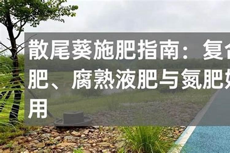 长寿花施什么肥开花多