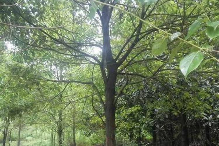 长寿花浇什么肥促开花