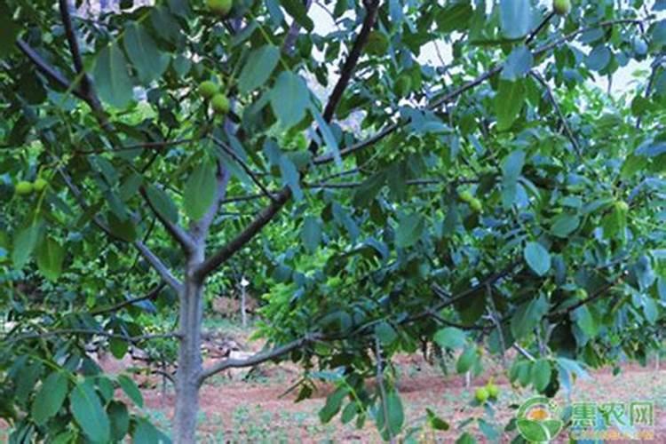 蔗糖使用硼肥会怎么样？