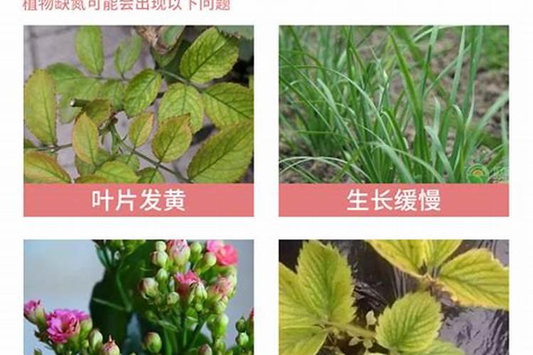 尿素可以浇多肉吗