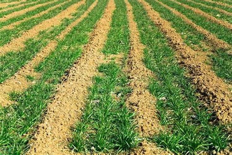 怎样识别水溶的真假？