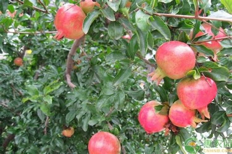 我想用沼液生产水溶肥,都需要哪些设备