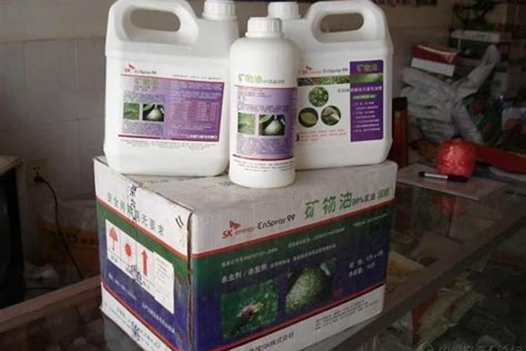 蔷薇花种子发芽前不能接受光照吗